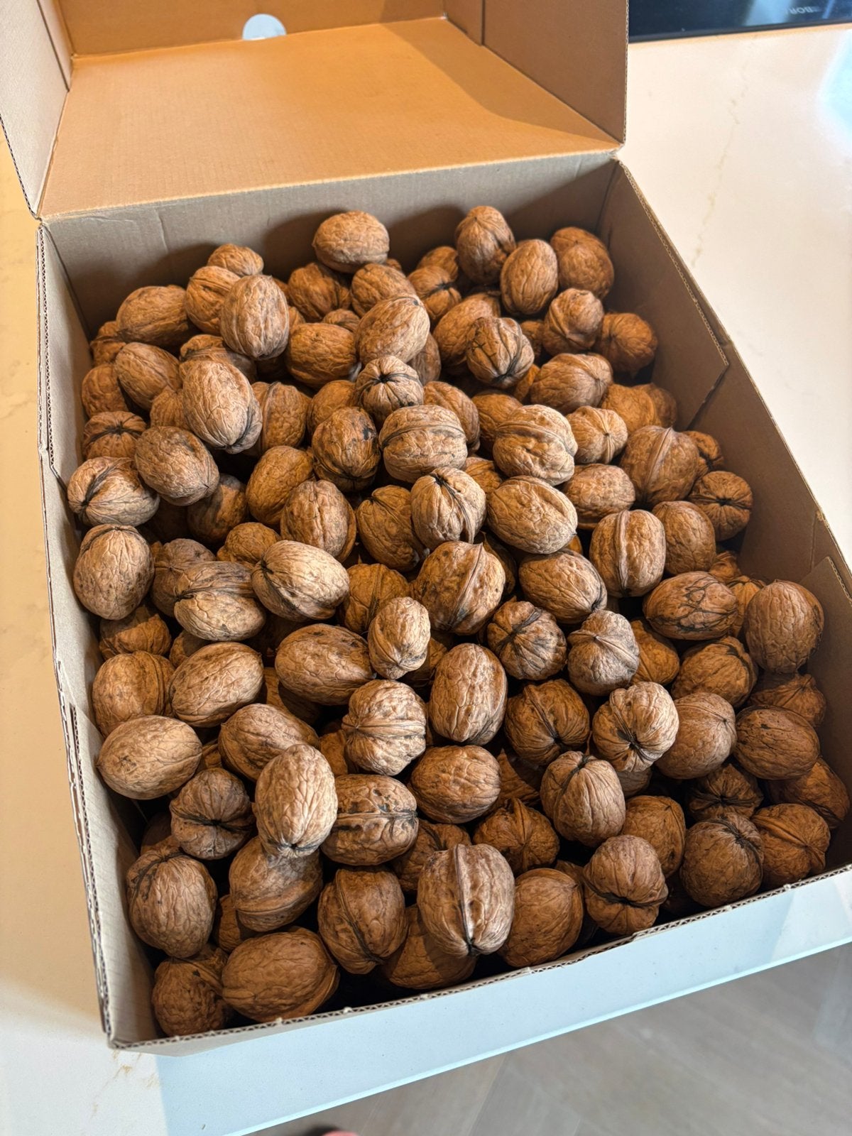 Verse walnoten €15,- voor 4 kg, Ophalen