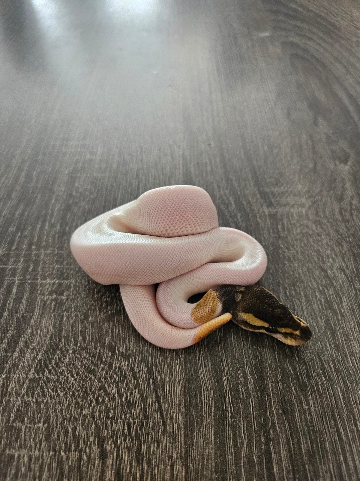 Python Regius nakweek te koop, Dieren en Toebehoren, Reptielen en Amfibieën, Slang, 0 tot 2 jaar, Tam