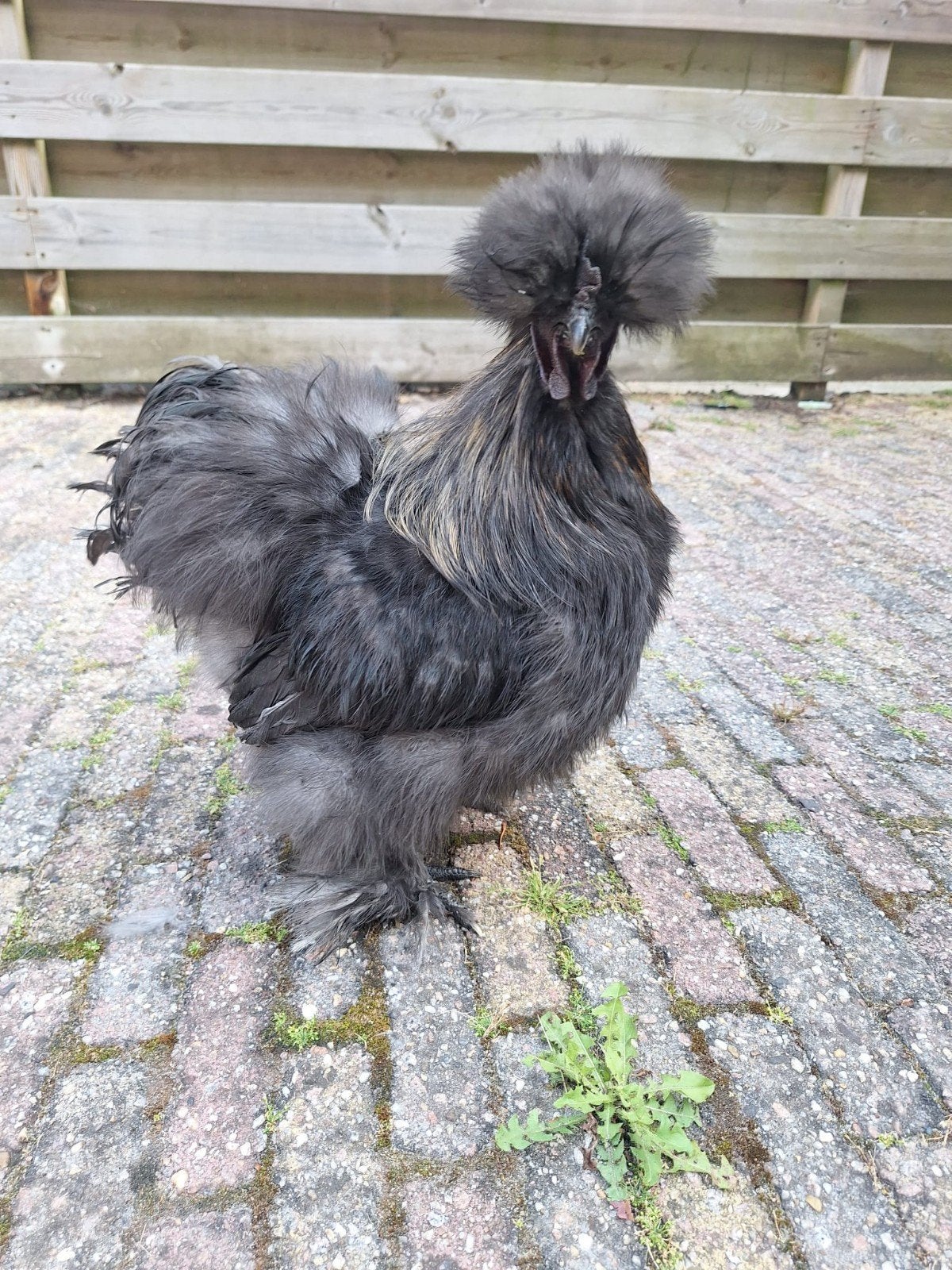 zijdehoender haan, Dieren en Toebehoren, Pluimvee, Mannelijk, Kip