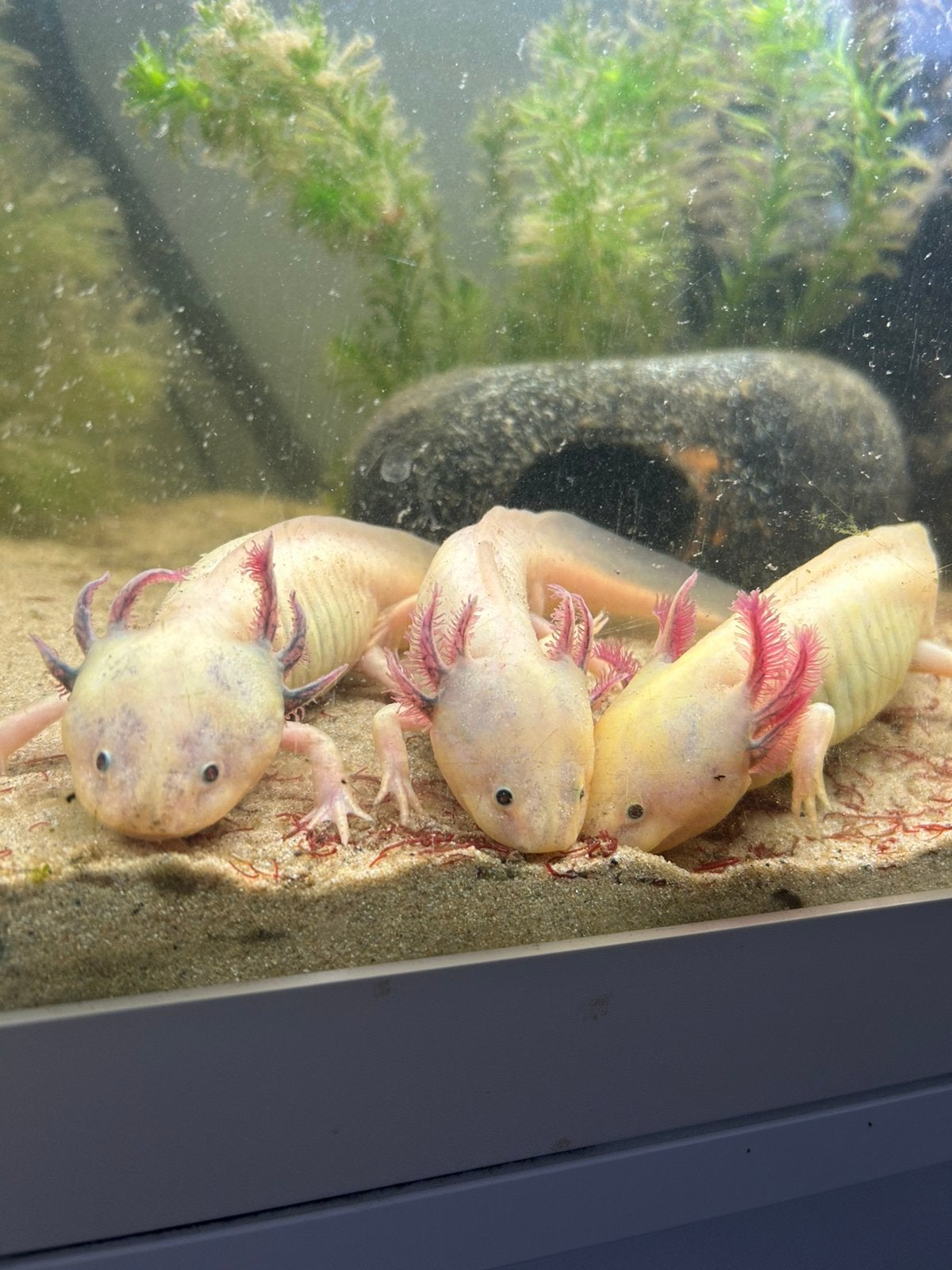 3 axolotls met voer, Dieren en Toebehoren, Vis
