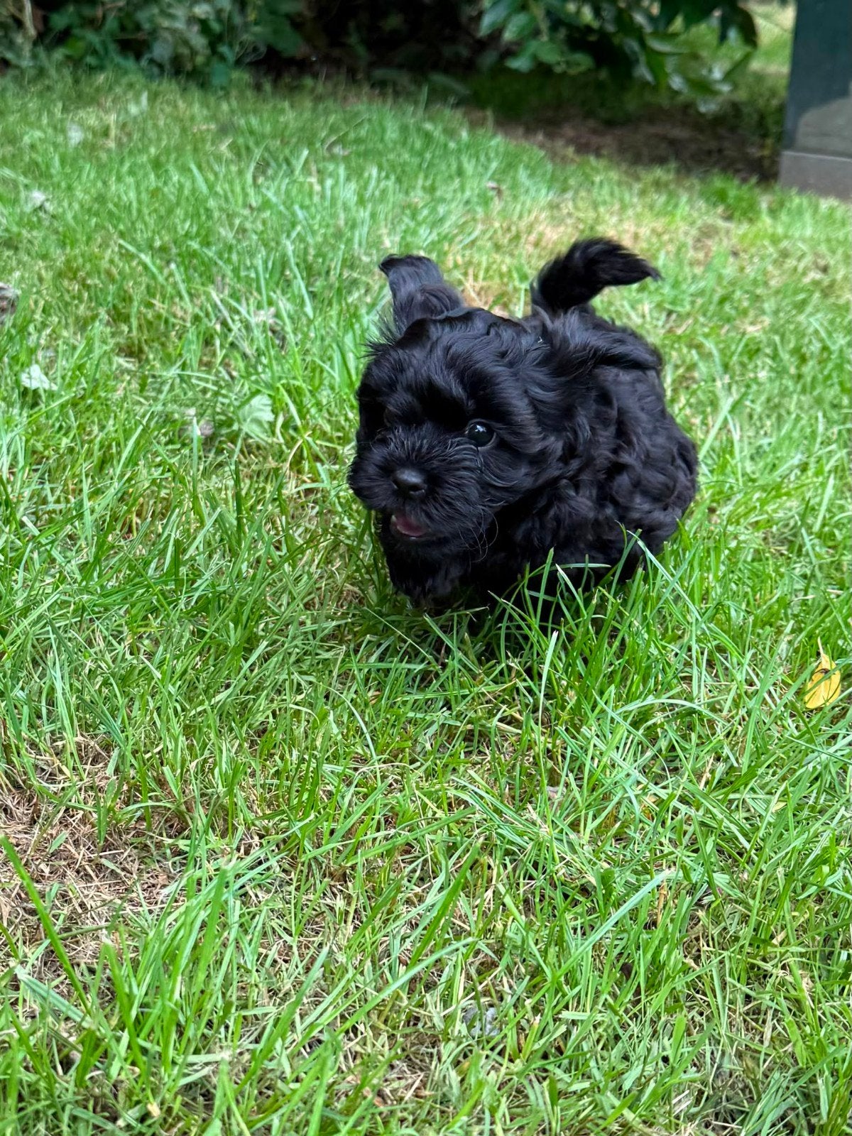 Shihpoo pups (Shih Tzu x  Poedel), Overige rassen, 8 tot 15 weken, Meerdere, Meerdere dieren