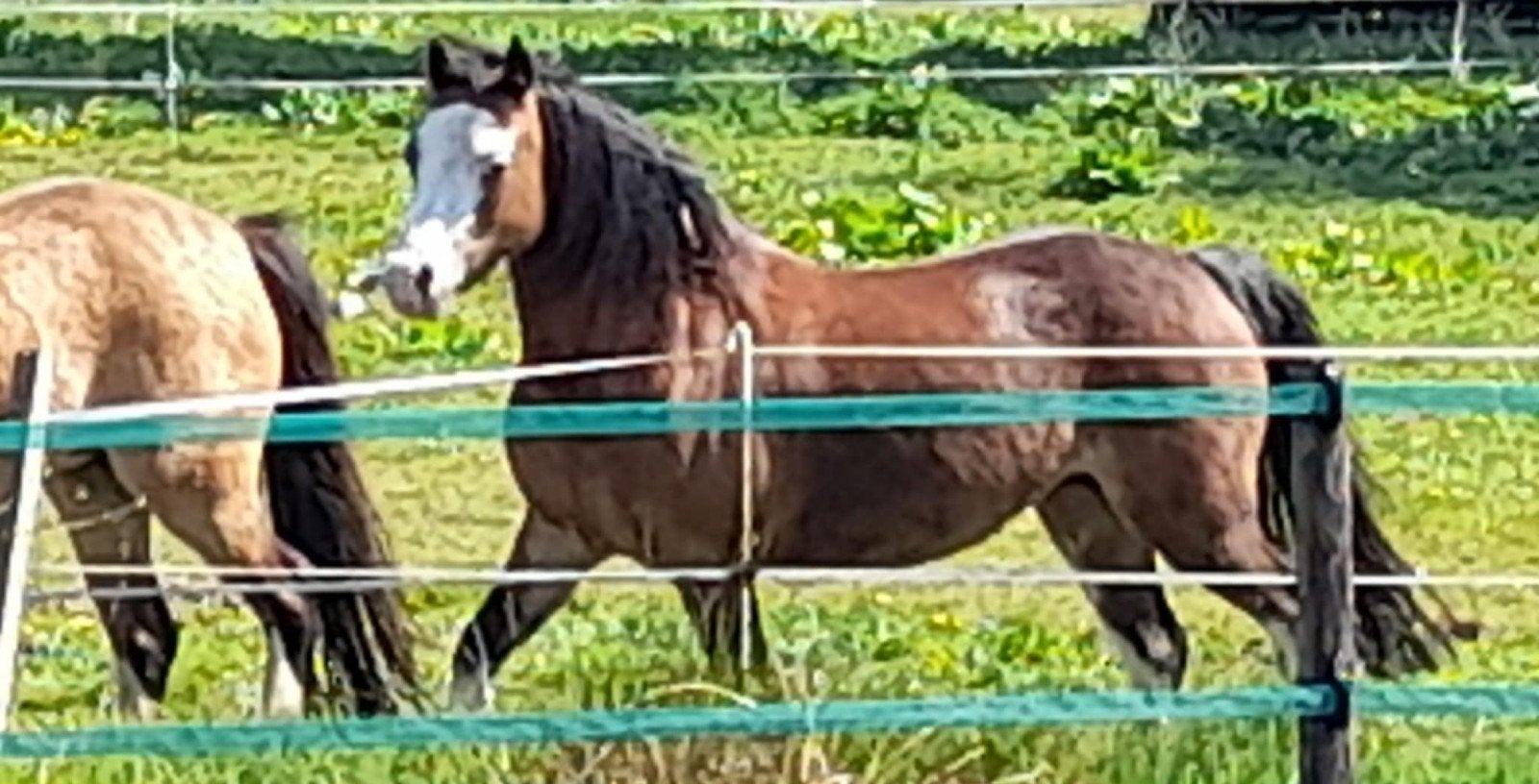 Welsh A merries, Dieren en Toebehoren, Pony's, Merrie, A pony (tot 1.17m)