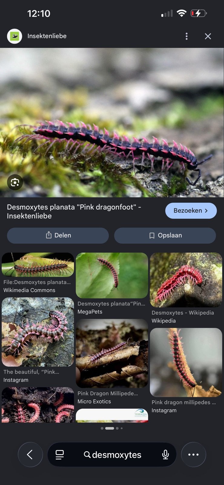 Miljoenpoot desmoxytes, Dieren en Toebehoren, Overige soorten