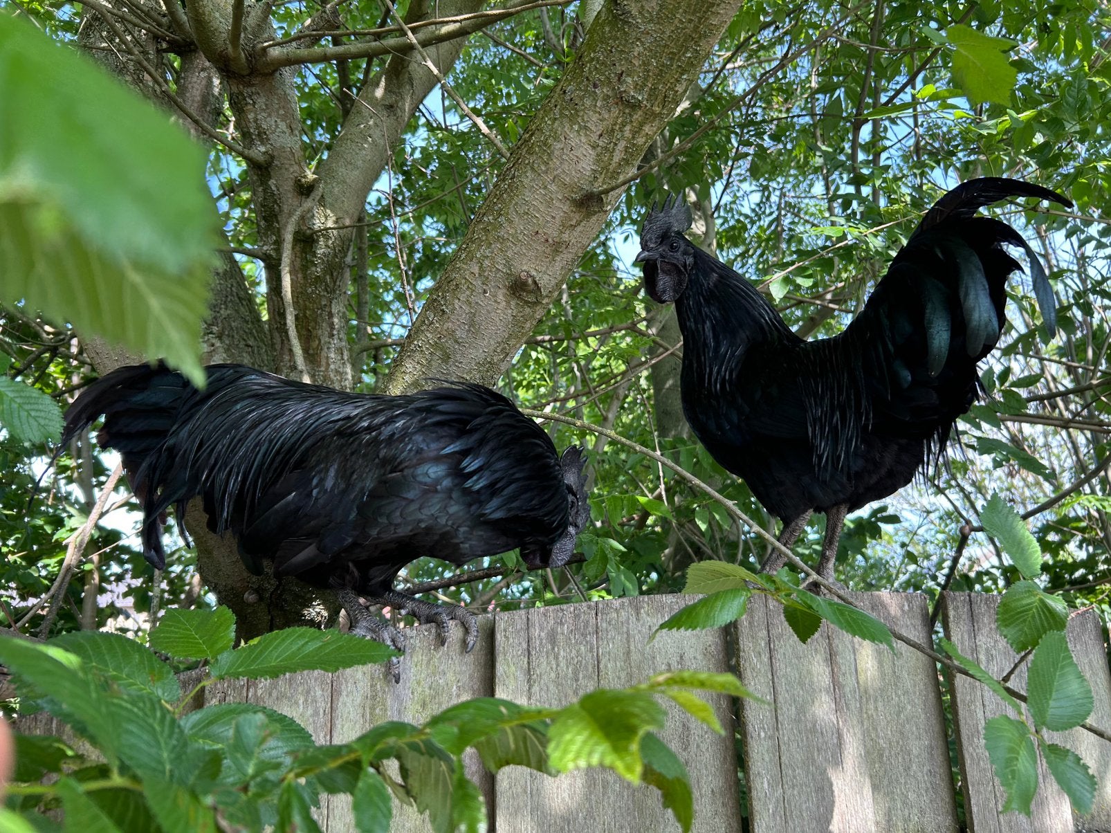 Ajam cemani kippen, Meerdere dieren, Kip