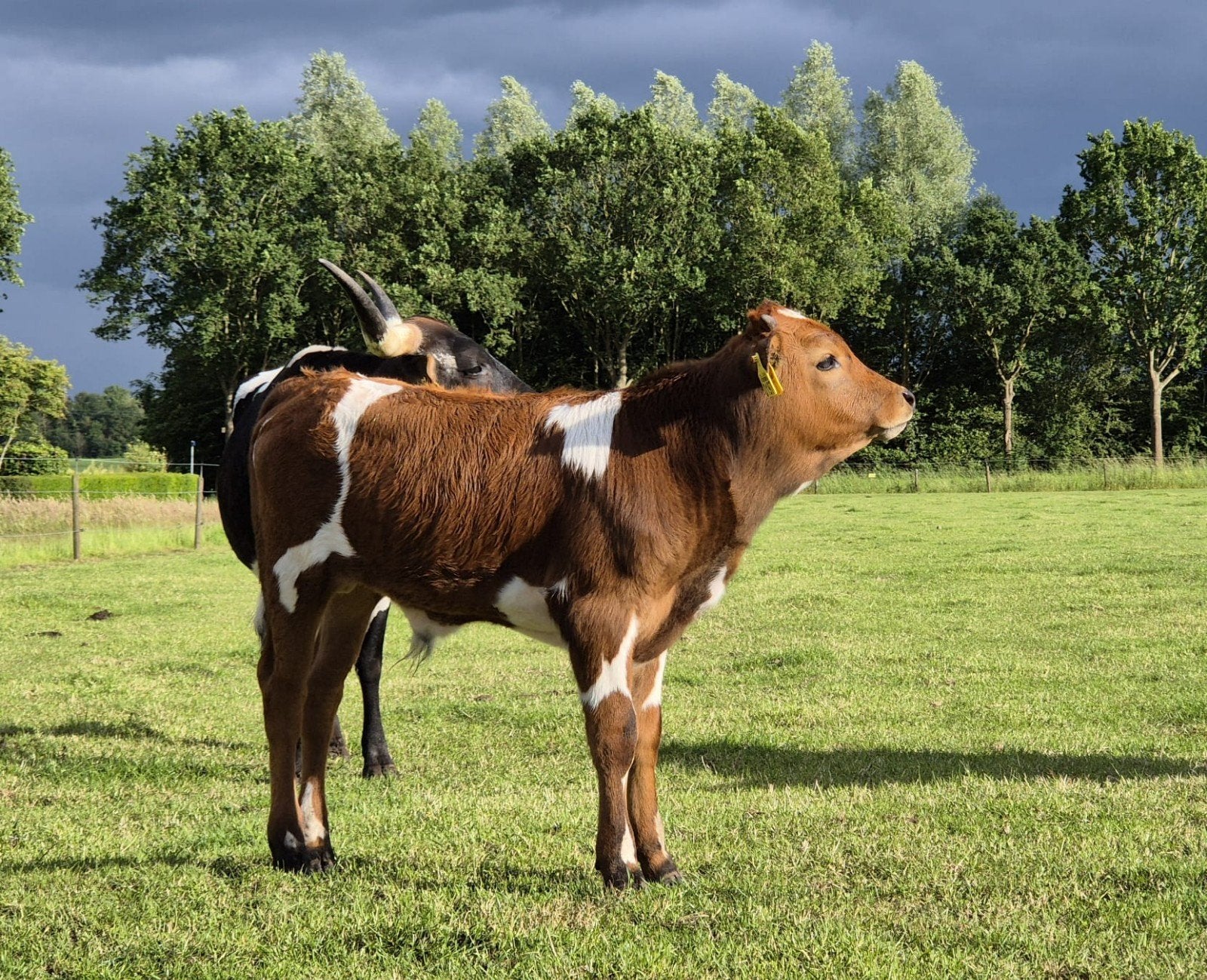 TEXAS LONGHORN STIERKALF & KOE, Meerdere dieren, 0 tot 2 jaar