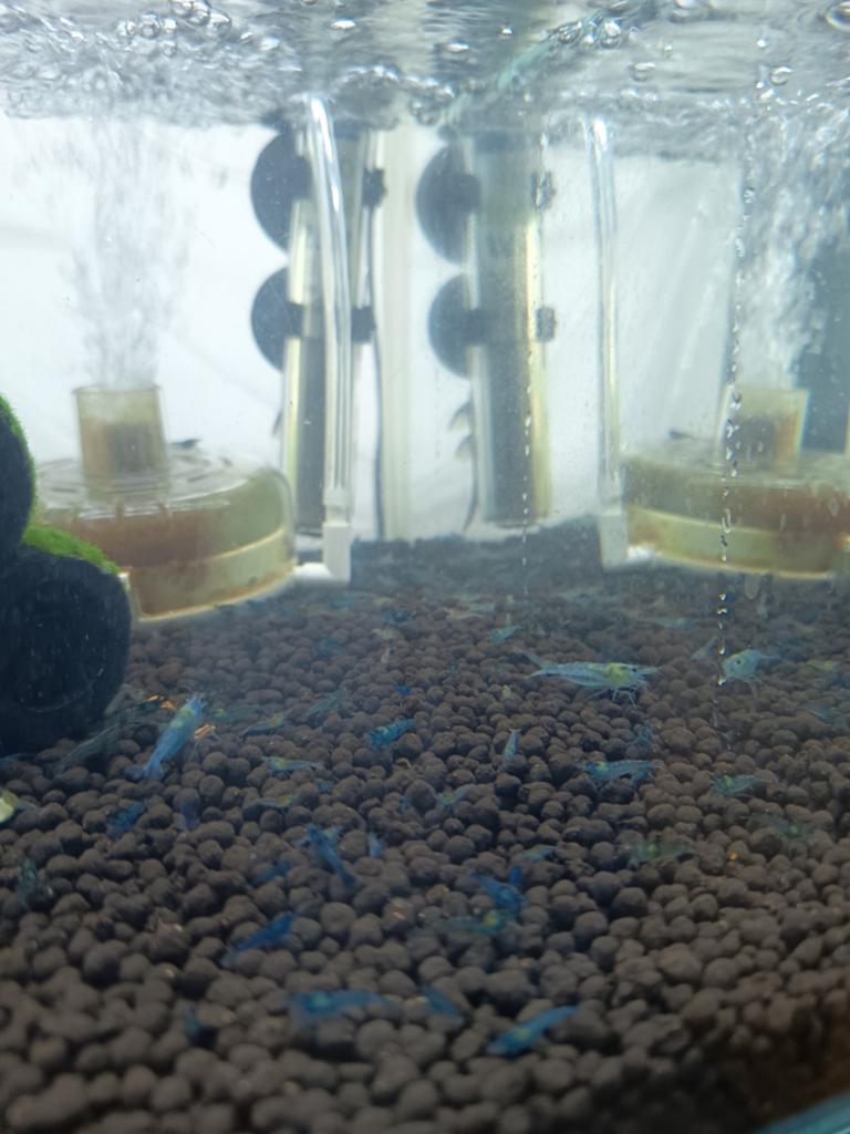 10 blauwe garnalen voor 7,50, Kreeft, Krab of Garnaal, Zoetwatervis