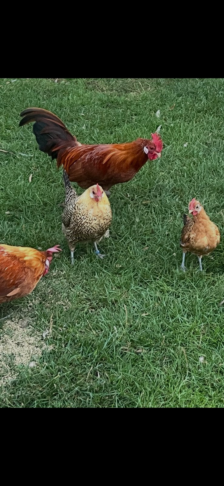 Goudpel kriel haan, Dieren en Toebehoren, Pluimvee, Mannelijk, Kip