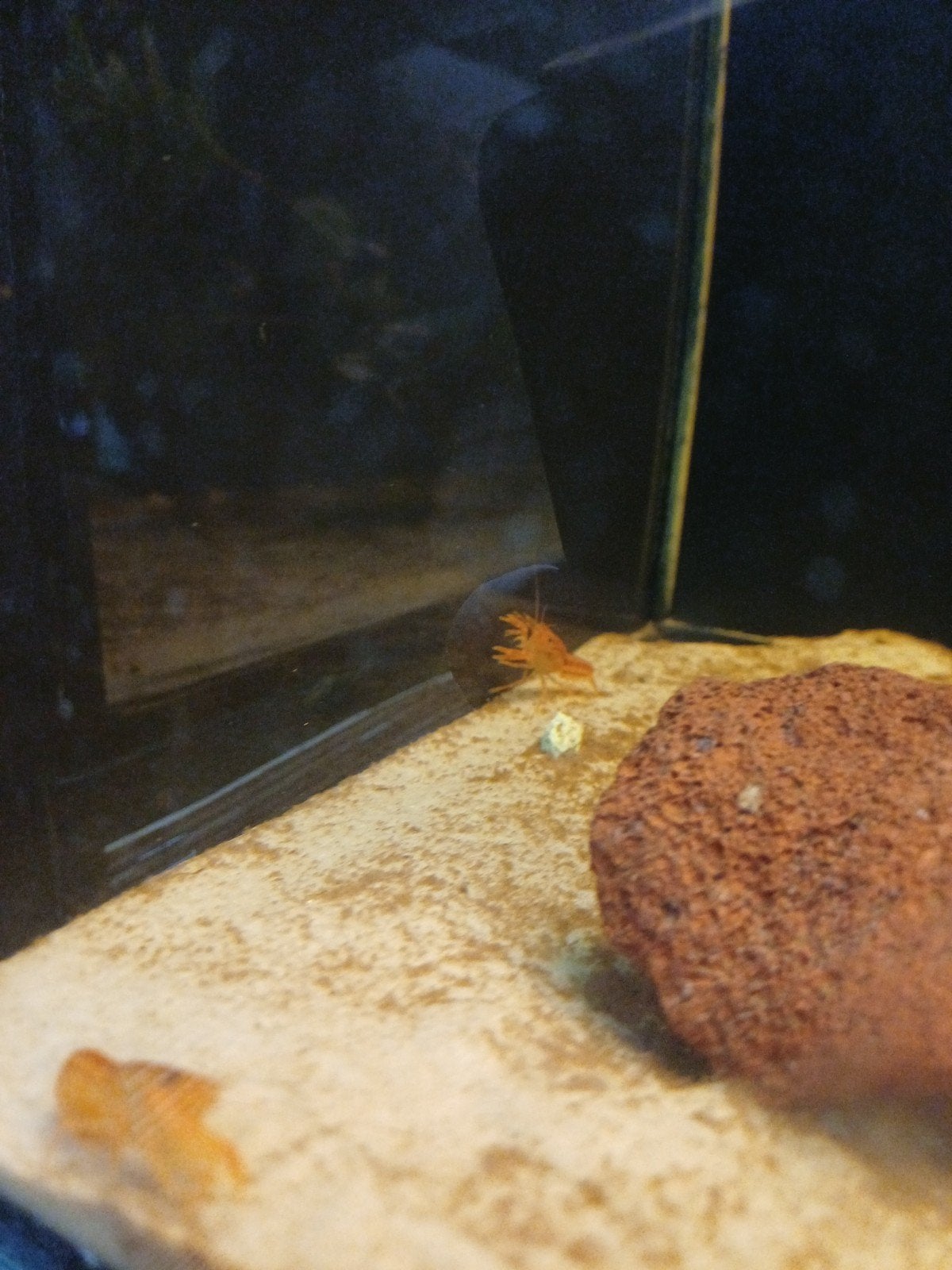 oranje cpo kreeft, Dieren en Toebehoren, Vissen | Aquariumvissen, Kreeft, Krab of Garnaal