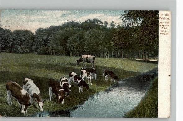 Koeien aan de weg van Zeist naar Driebergen st 1909