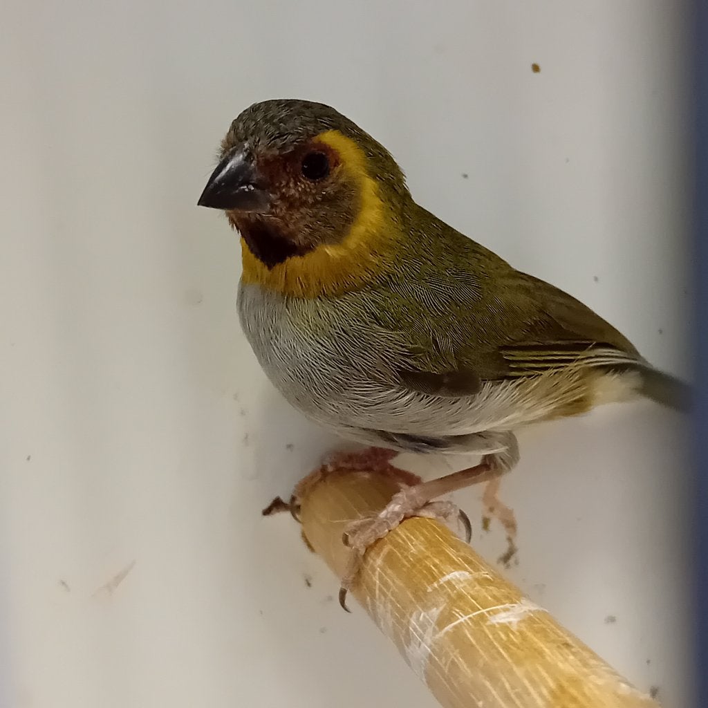 cubavink pop, Dieren en Toebehoren, Vogels | Overige Vogels, Vrouwelijk, Tropenvogel