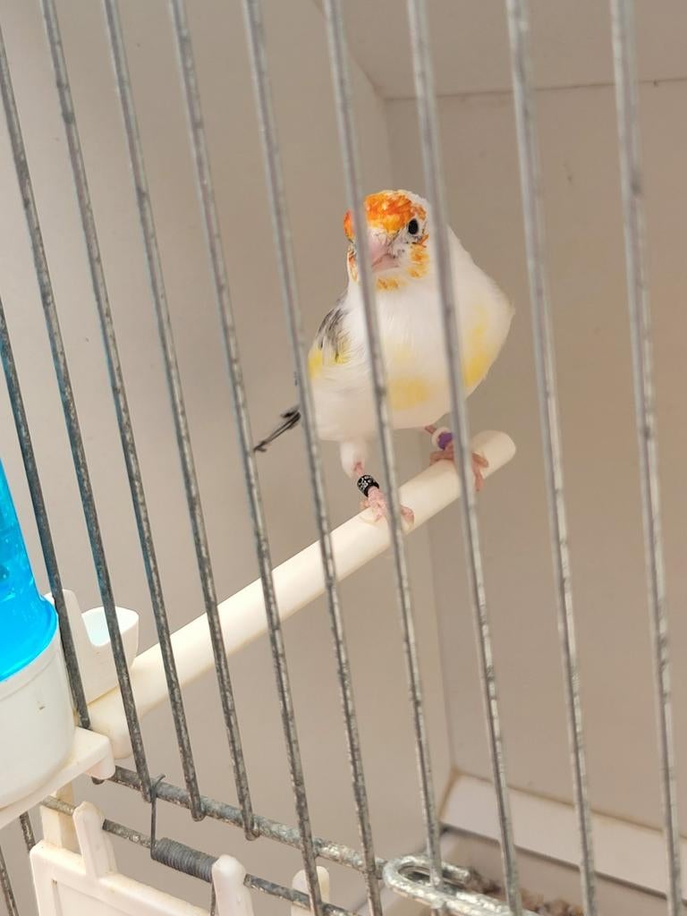 Majoor  putter man bonte, Dieren en Toebehoren, Vogels | Overige Vogels, Mannelijk, Wildzangvogel