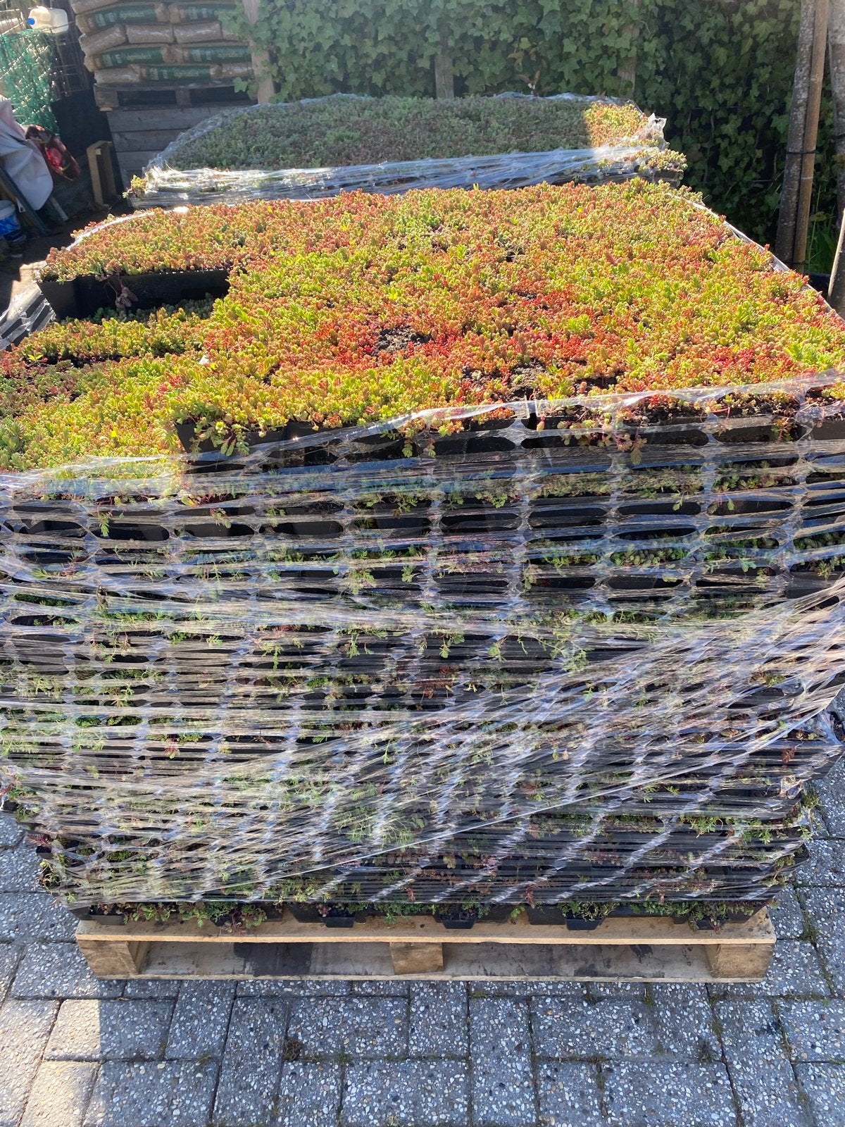 Sedum voor groendak of tuin bodembedekking, Tuin en Terras, Planten | Tuinplanten, Vaste plant, Bodembedekkers, Volle zon, Zomer