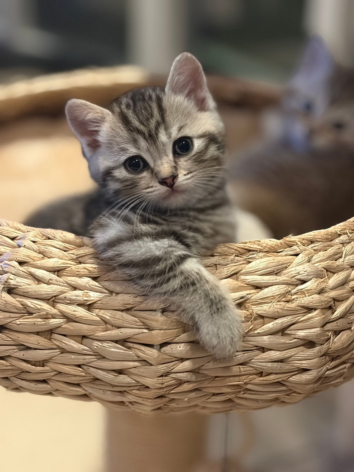 Prachtige lieve Britse korthaar kittens te koop, Meerdere dieren