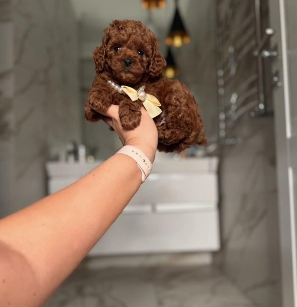 Prachtige toy poedel pups, Dieren en Toebehoren, Honden | Chihuahua's en Gezelschapshonden, Poedel, 8 tot 15 weken, Parvo, Meerdere dieren