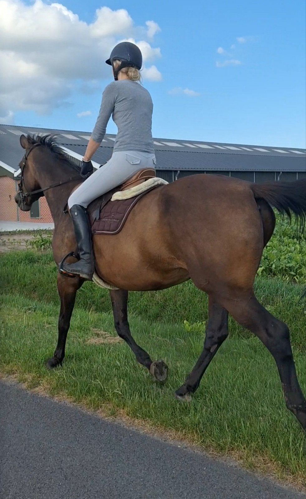 Mooie lieve Numero Uno merrie, Dieren en Toebehoren, Merrie, 11 jaar of ouder, Met stamboom, B