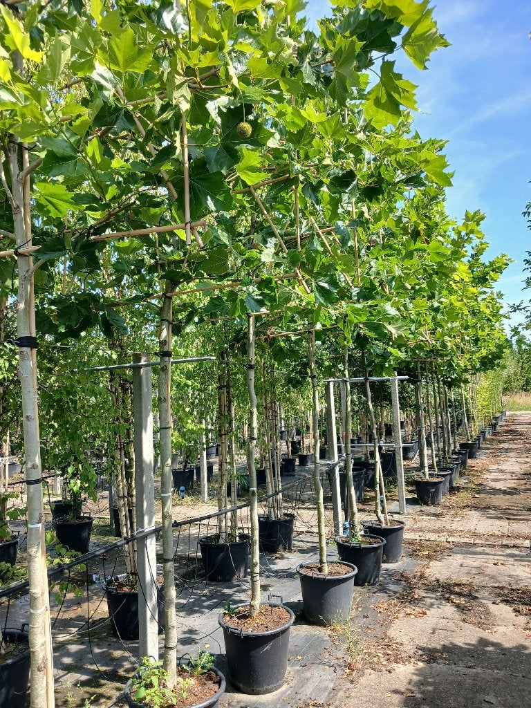 Leiplataan, Tuin en Terras, Leiboom, 250 tot 400 cm, Zomer, Ophalen