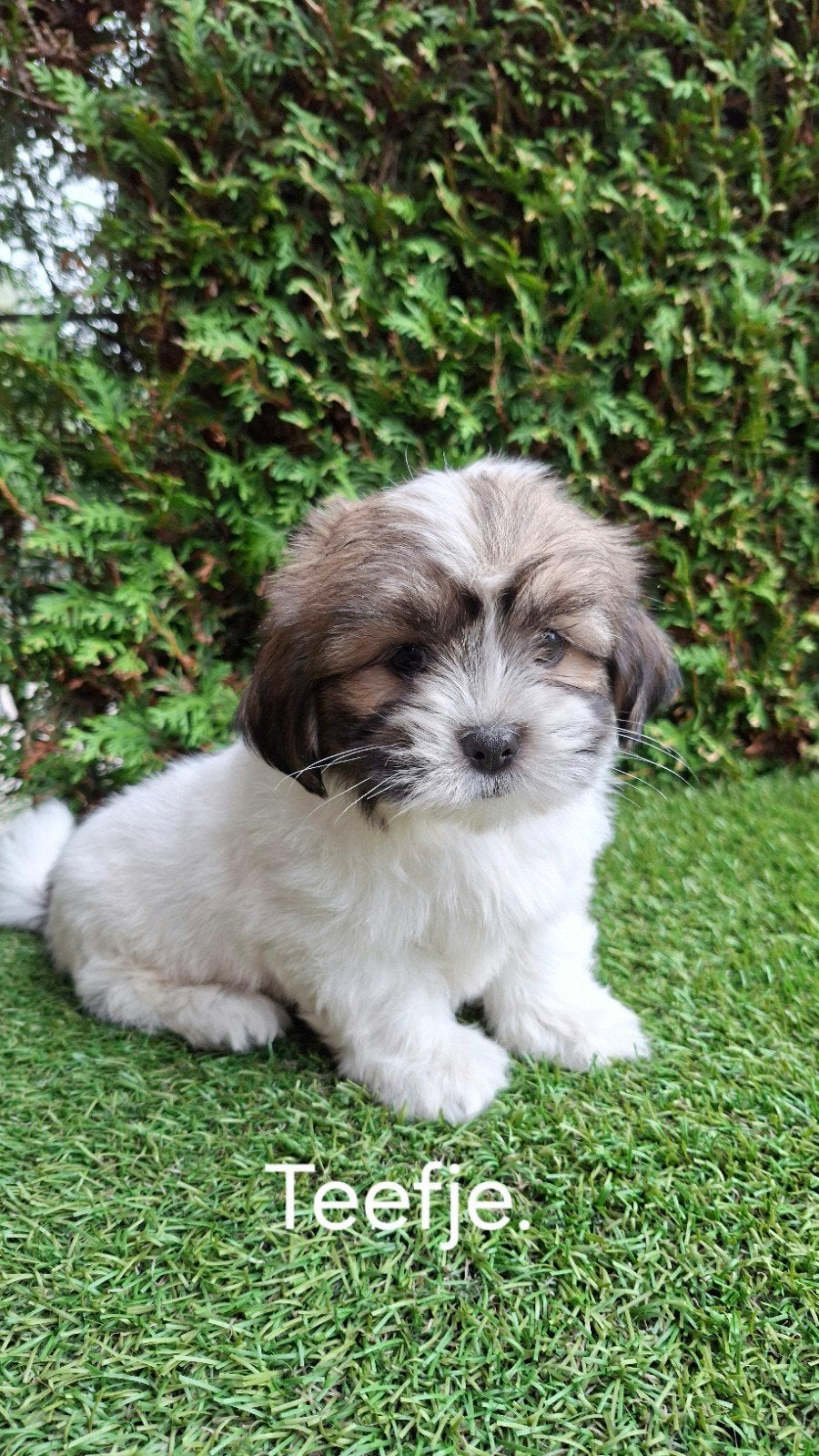 Zeer mooie speelse boomer pups., Parvo, 8 tot 15 weken, Meerdere, Nederland