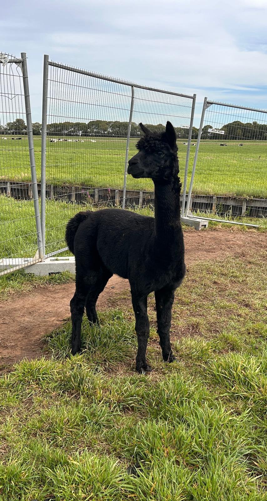 Foto 2 van Mooie zwarte alpaca hengst