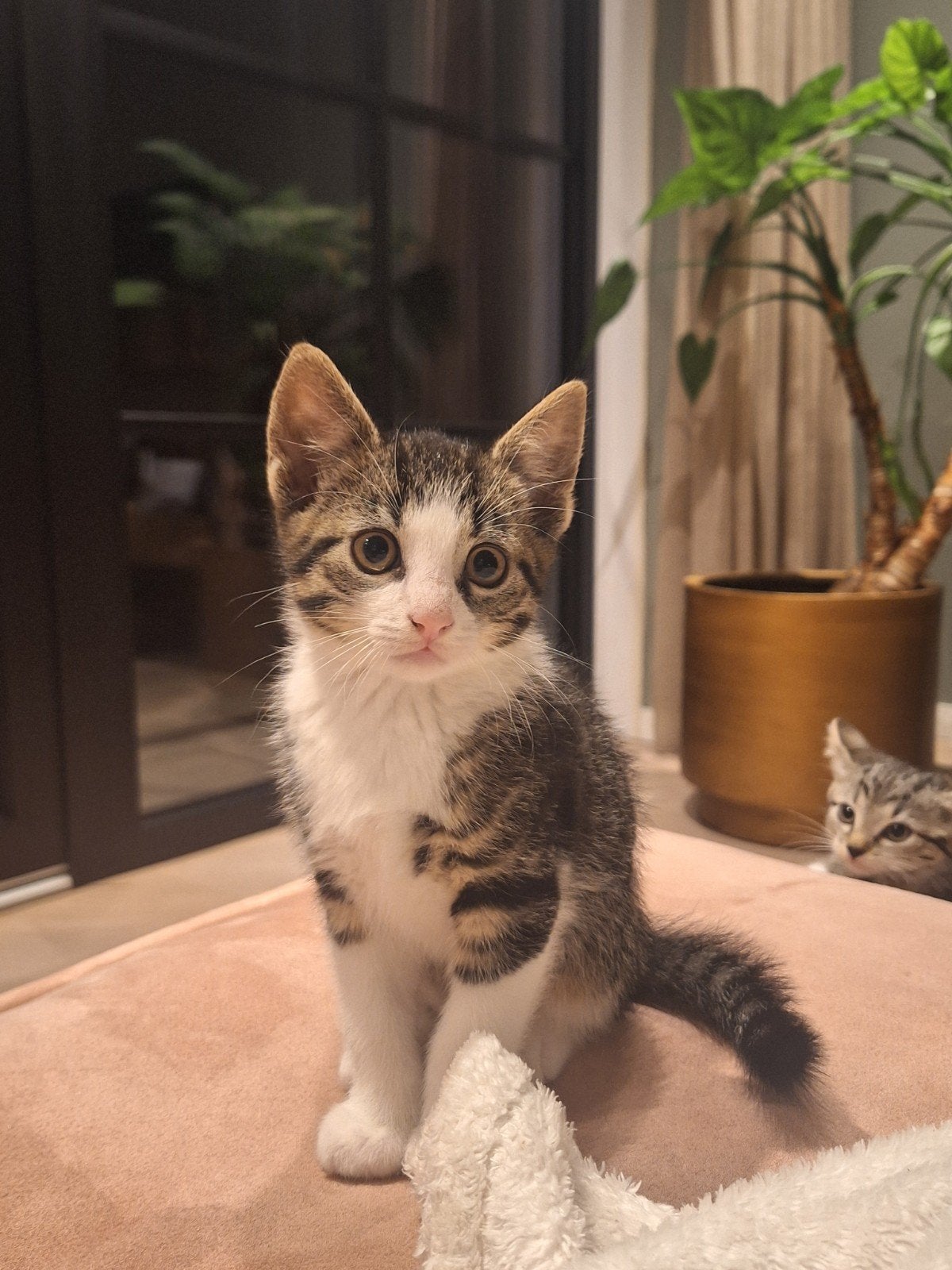 lieve tamme kittens, Dieren en Toebehoren, Meerdere dieren