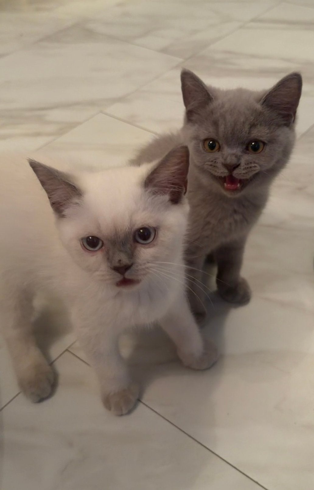 Britse korthaar kittens, Meerdere dieren, Ontwormd