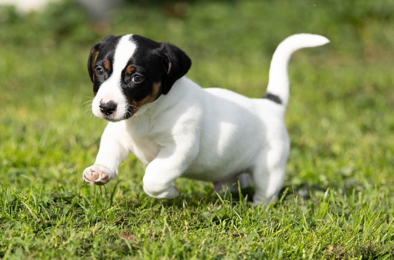 Jack russell pups, Jack Russell Terriër, Meerdere, Meerdere dieren, Nederland