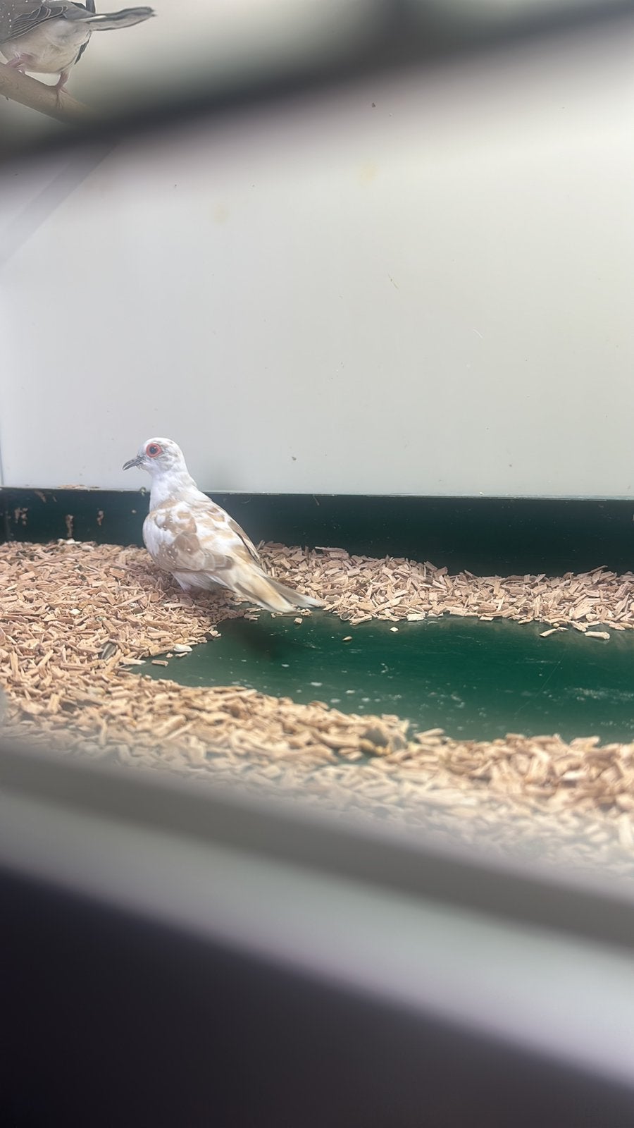 Bonte Diamantduif pop, Dieren en Toebehoren, Vrouwelijk, Kropper