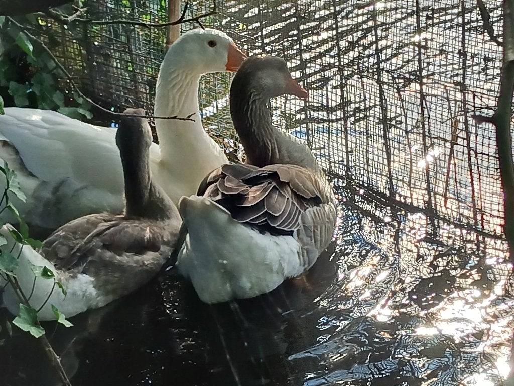 Koppel ganzen te koop met jong, Dieren en Toebehoren, Meerdere dieren, Gans of Zwaan