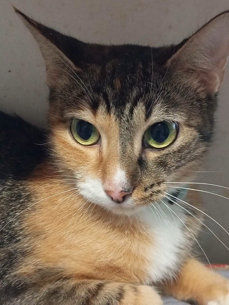 Jarela, Kris, 12-10-2024 met kittens afgestaan aan asiel, Dieren en Toebehoren, Katten en Kittens | Overige Katten, Poes, Kortharig