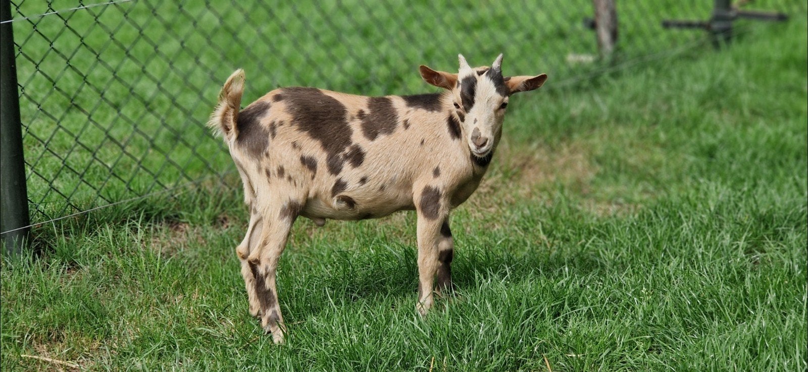 Mooie jonge maanvlek bok. Dwerggeit., Dieren en Toebehoren, Mannelijk, Geit, 0 tot 2 jaar