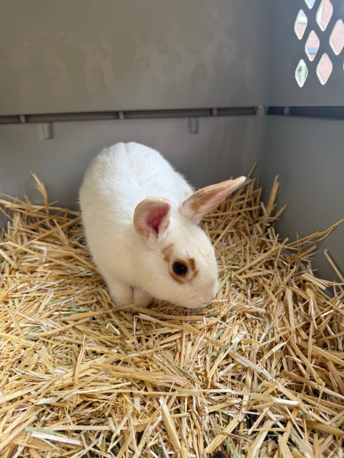 Male rabbit  10 months old, September, Mannelijk