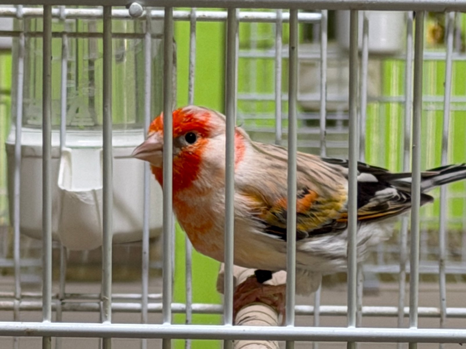 Eumo Bastaard Putter Man Vool Zanger, Dieren en Toebehoren, Vogels | Overige Vogels, Mannelijk, Wildzangvogel, Geringd