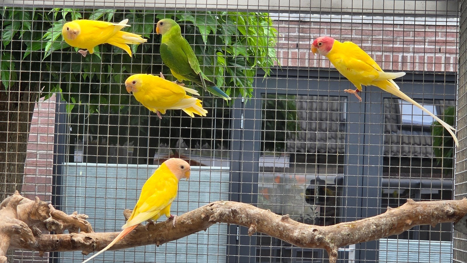 Mutaties jonge Pruimkop, Pruimekop parkieten van 2026, Dieren en Toebehoren, Meerdere dieren, Parkiet, Geringd