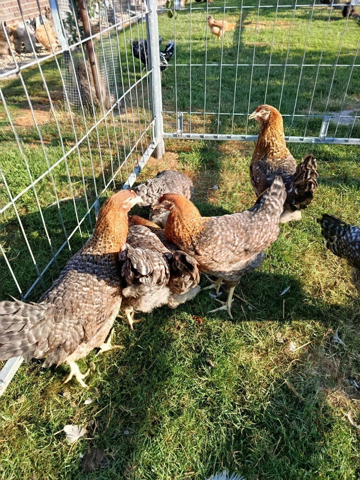 heb jonge Bielefelder Kennhühner kippen te koop, Dieren en Toebehoren, Pluimvee, Vrouwelijk, Kip