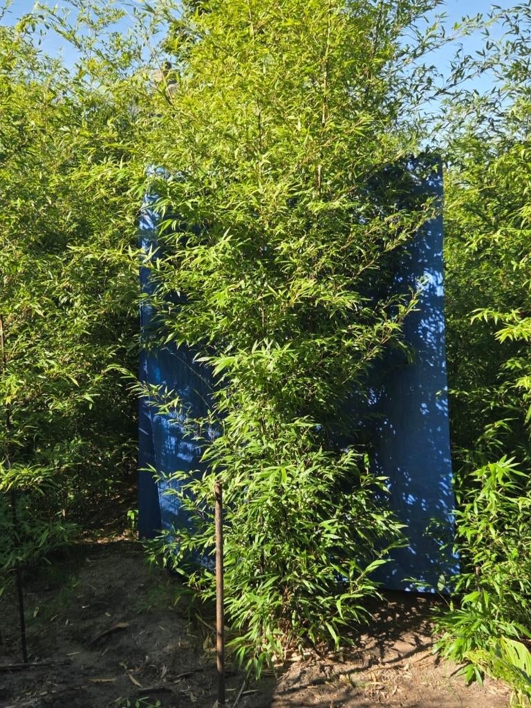 Zwarte bamboe, Vaste plant, Bloeit niet, Halfschaduw, Ophalen