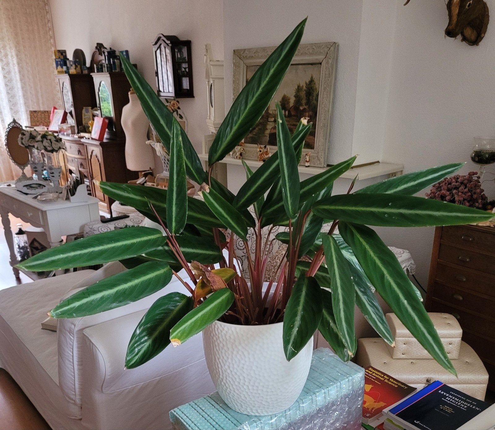 Calathea kamerplant, Ophalen, Halfschaduw, Minder dan 100 cm