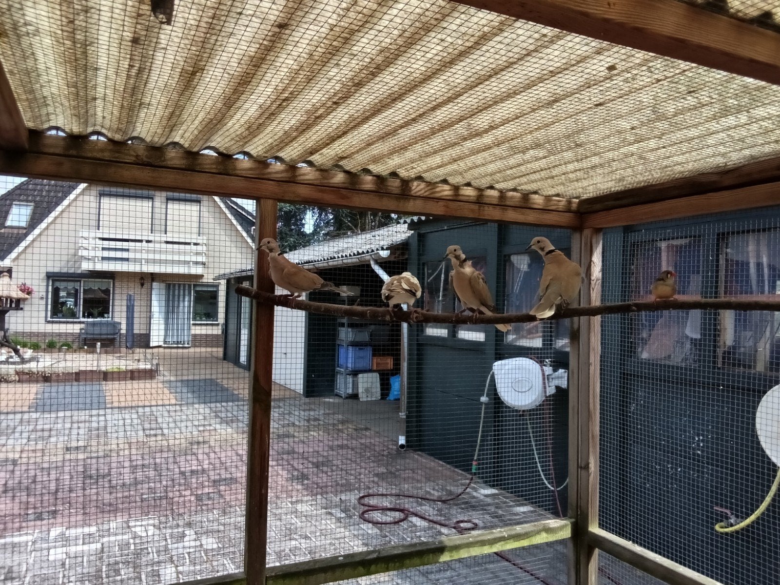Lachduif man, Meerdere dieren, Overige soorten