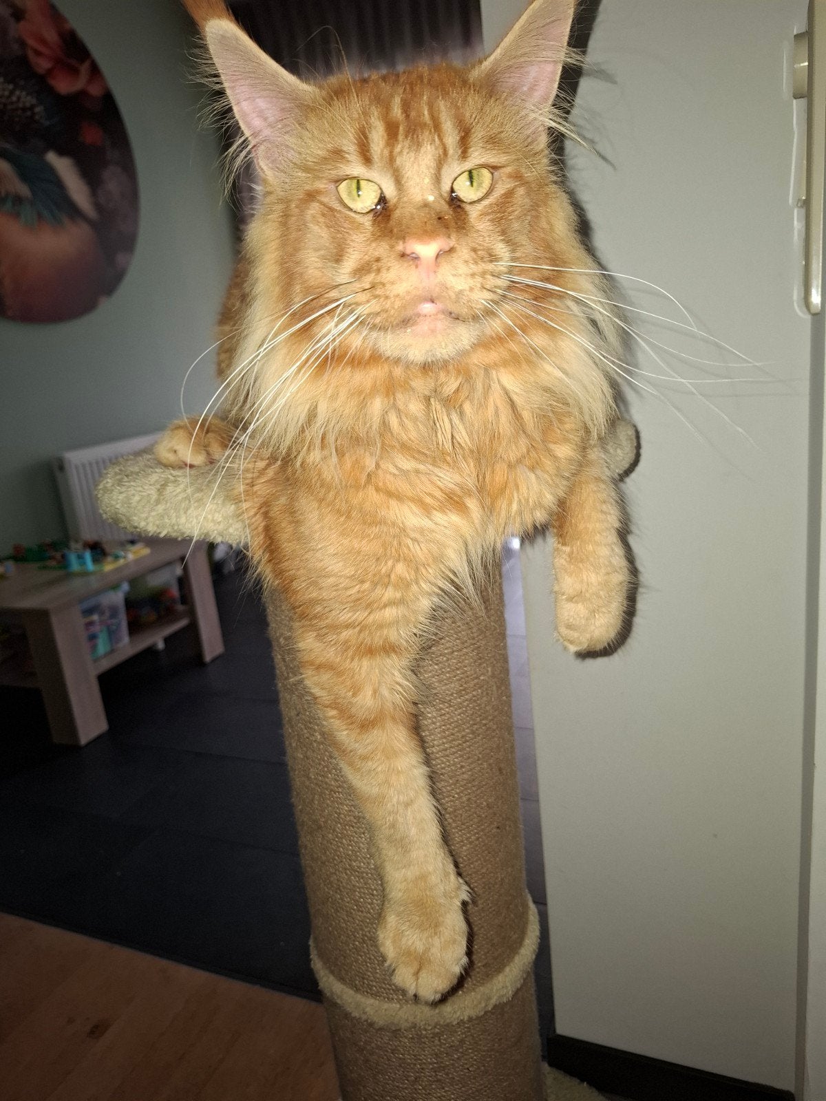 Maine Coon rode kater, Kater, Met stamboom, 0 tot 2 jaar