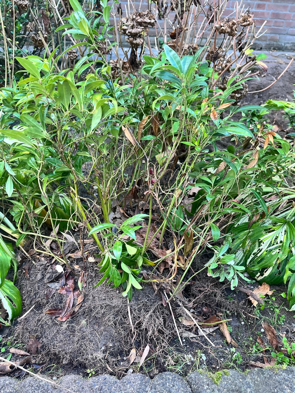 Gratis planten voor een nieuwe voortuin, Tuin en Terras, Vaste plant, Bloeit niet, Halfschaduw, Ophalen