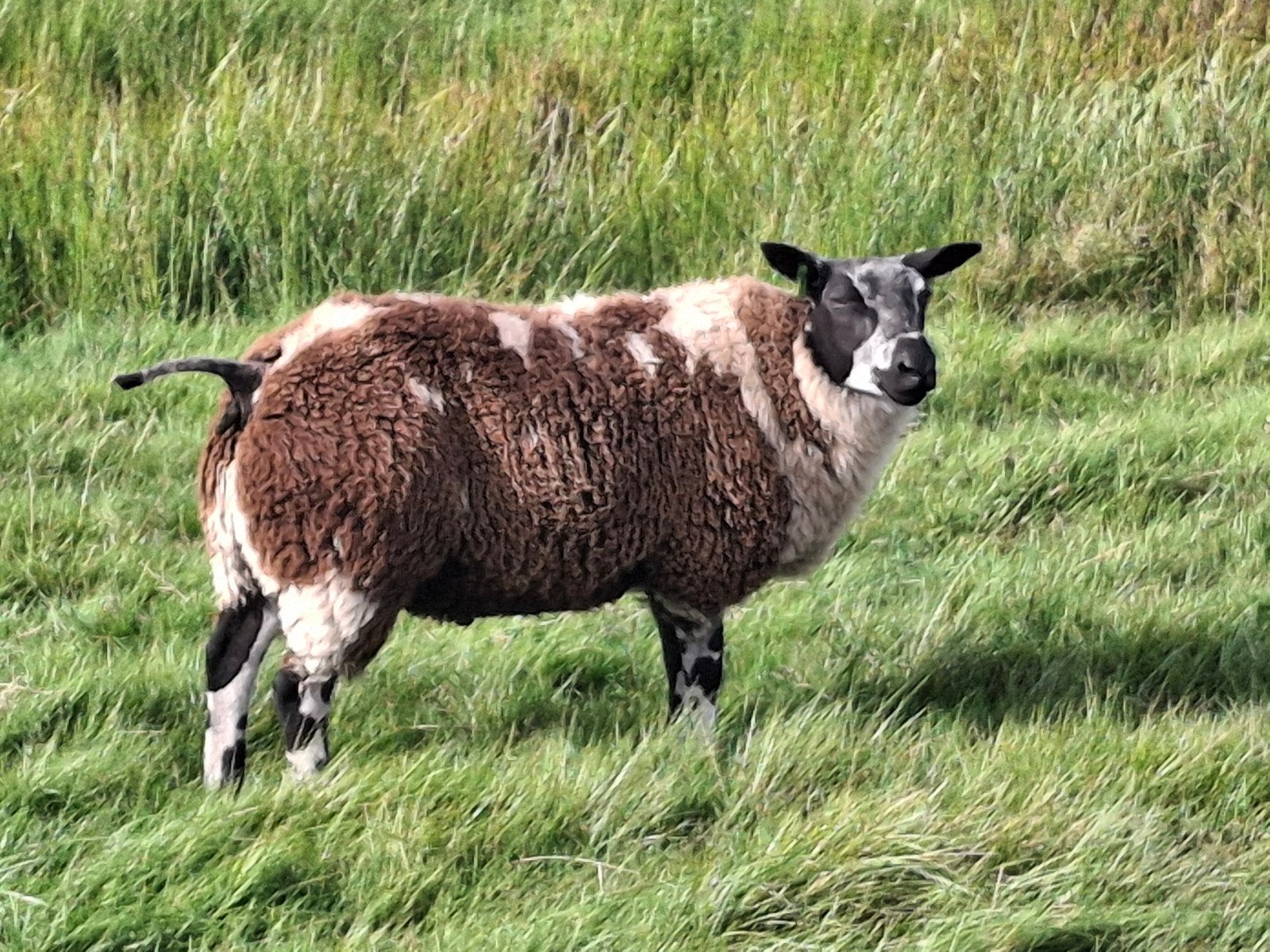Bonte Ramlammeren, Dieren en Toebehoren, Mannelijk, Schaap
