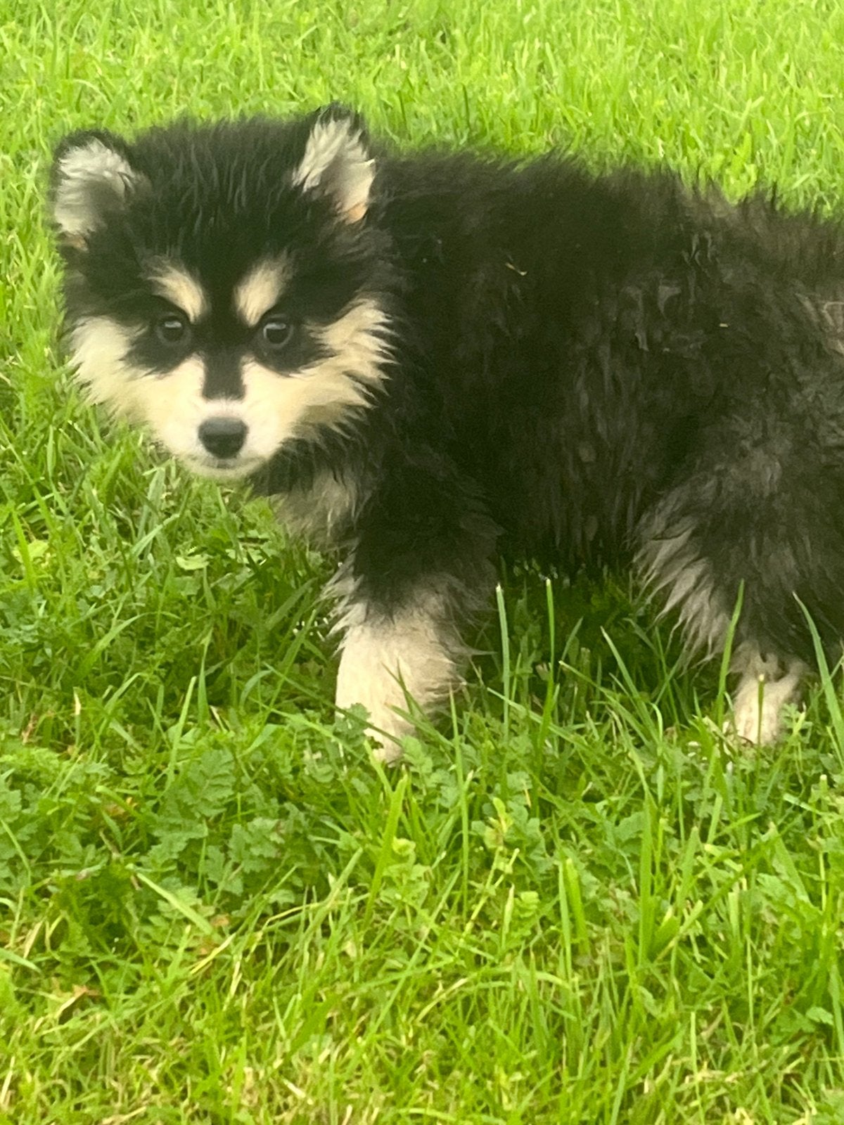 Pomsky pups, Dieren en Toebehoren, CDV (hondenziekte), Overige rassen, 8 tot 15 weken, Meerdere