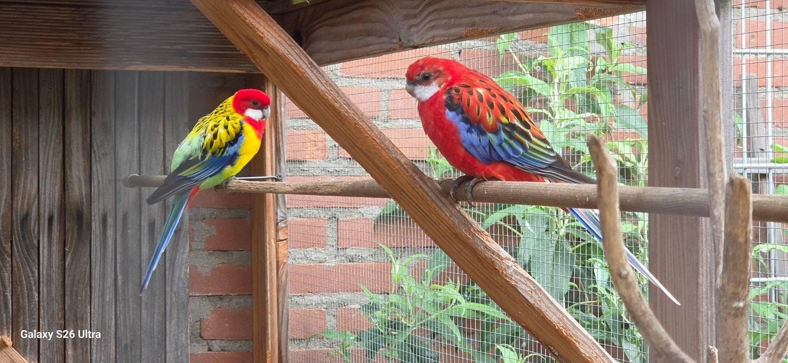 Rosella, Meerdere dieren, Parkiet