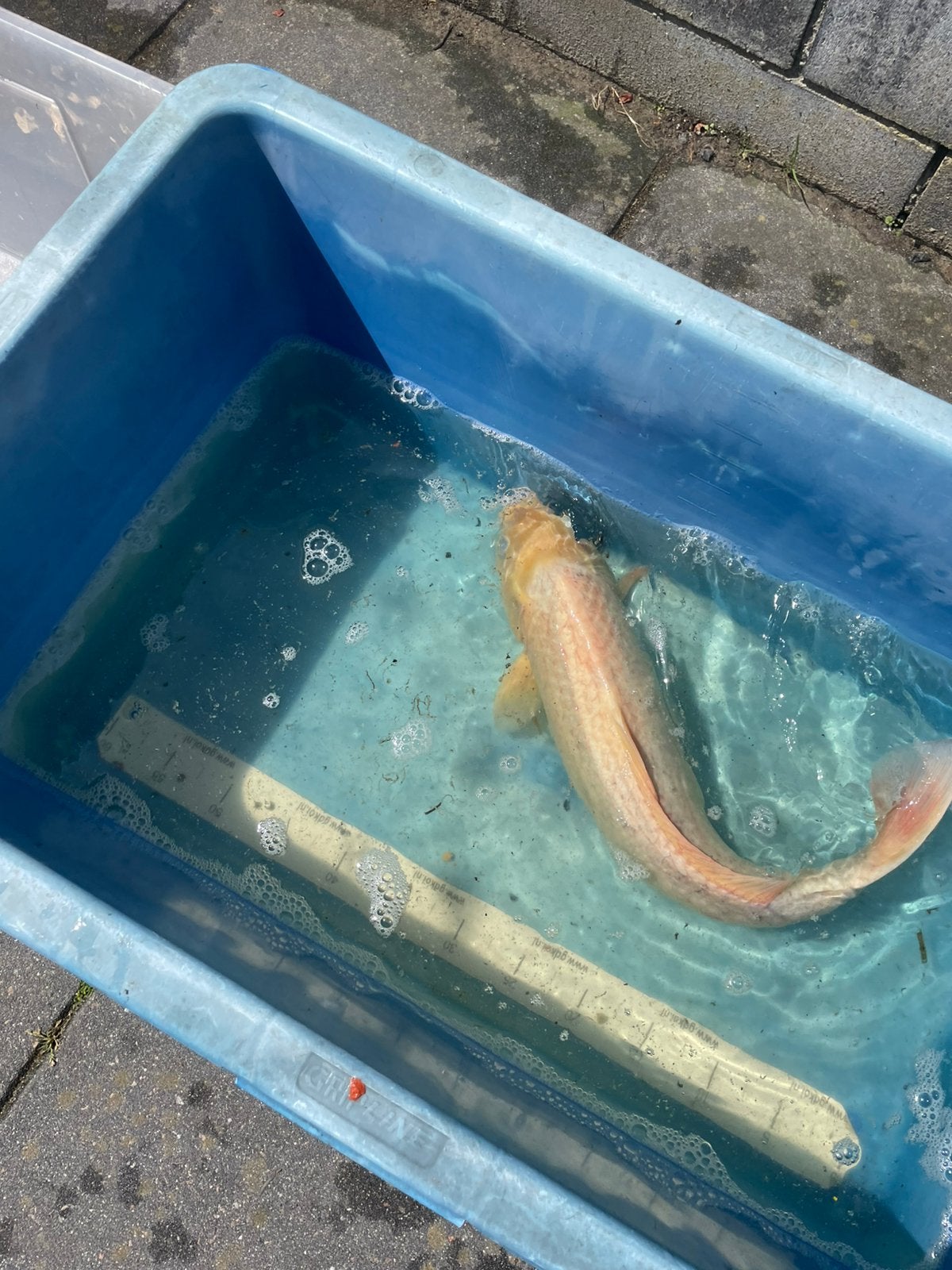 Koikarper ongeveer 55 cm, Karper of Koi
