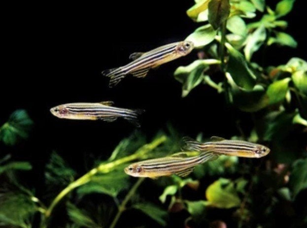 Brachydanio rerio Danio Zebra, Vis, Zoetwatervis, Schoolvis