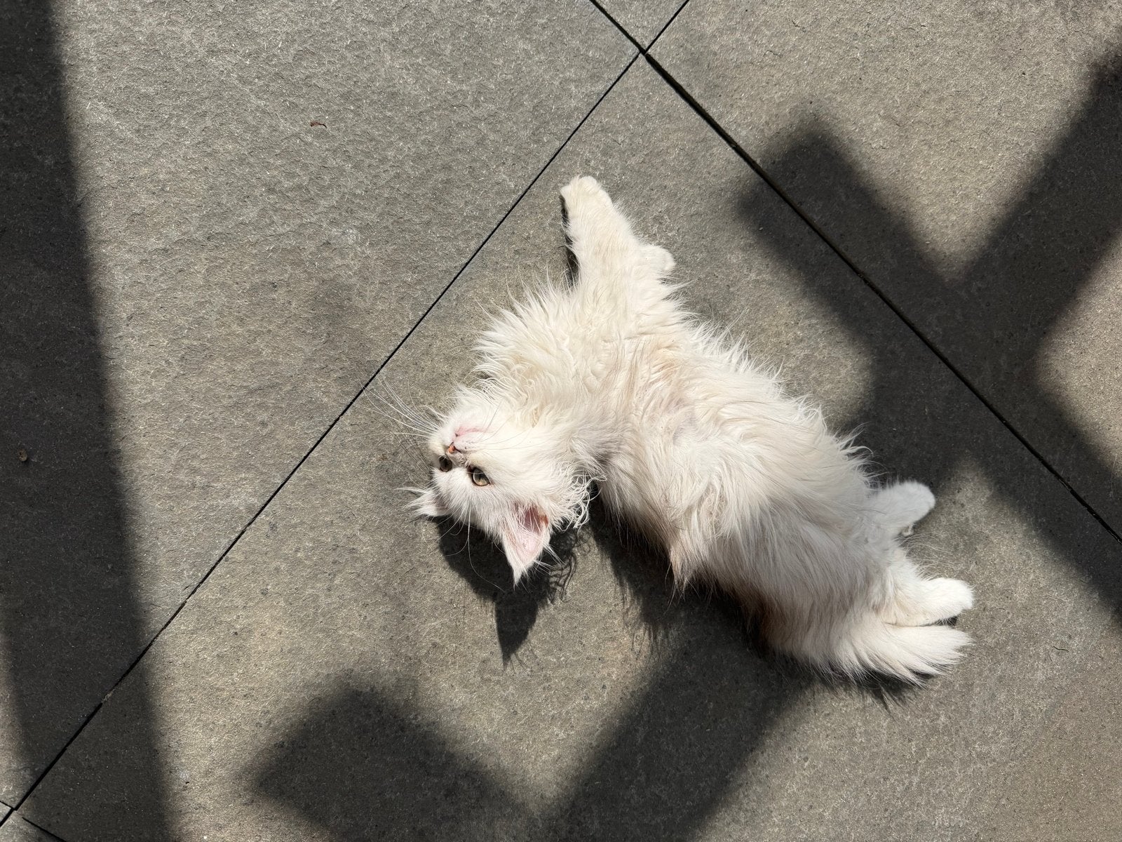 Perzische langhaar kittens Te Koop!, Poes, Langharig, 0 tot 2 jaar