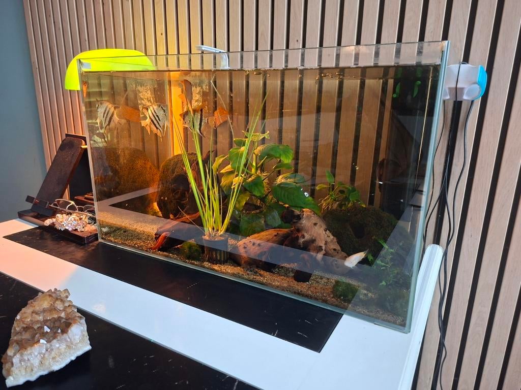Aquarium met oa maanvissen en koppel zebra cichliden, Dieren en Toebehoren, Vissen | Aquariumvissen, Vis