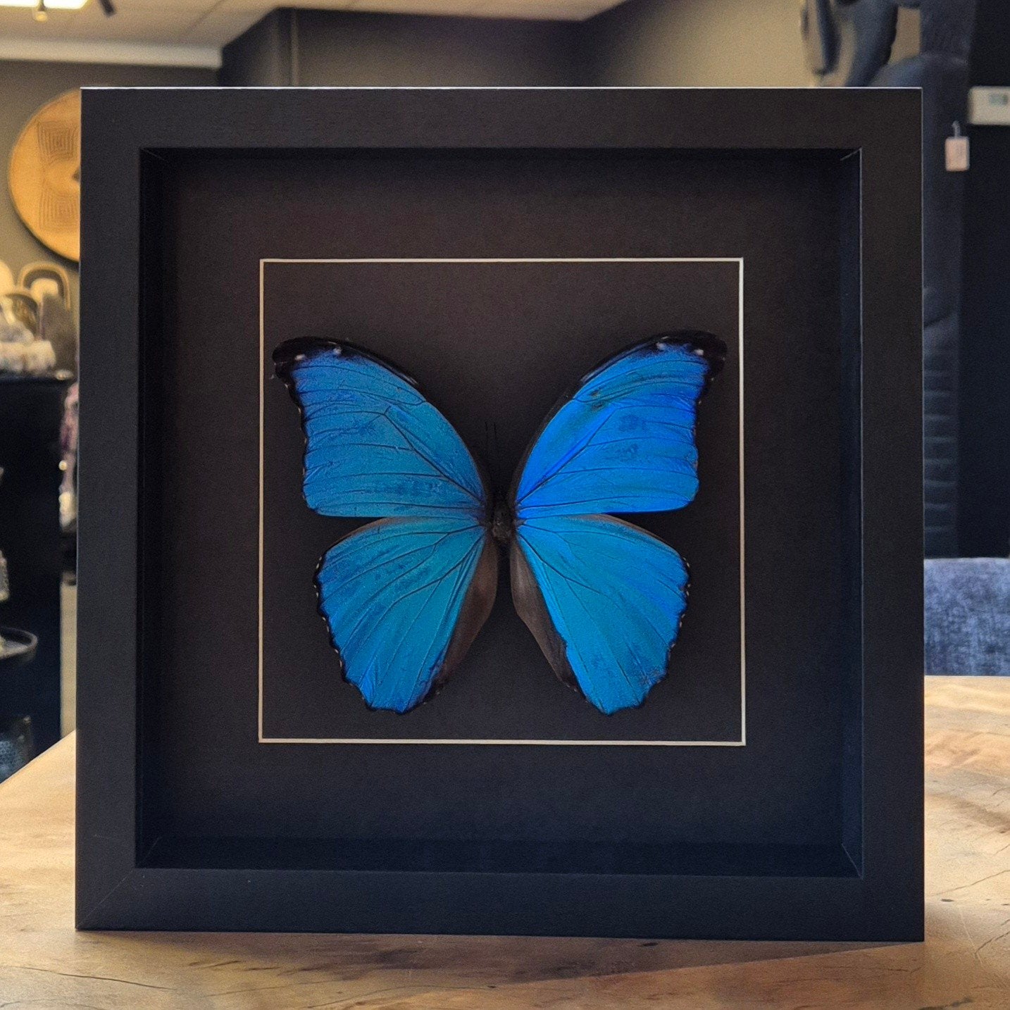 blauwe vlinder in luxe zwarte lijst, Ophalen of Verzenden, Nieuw, Insect, Opgezet dier