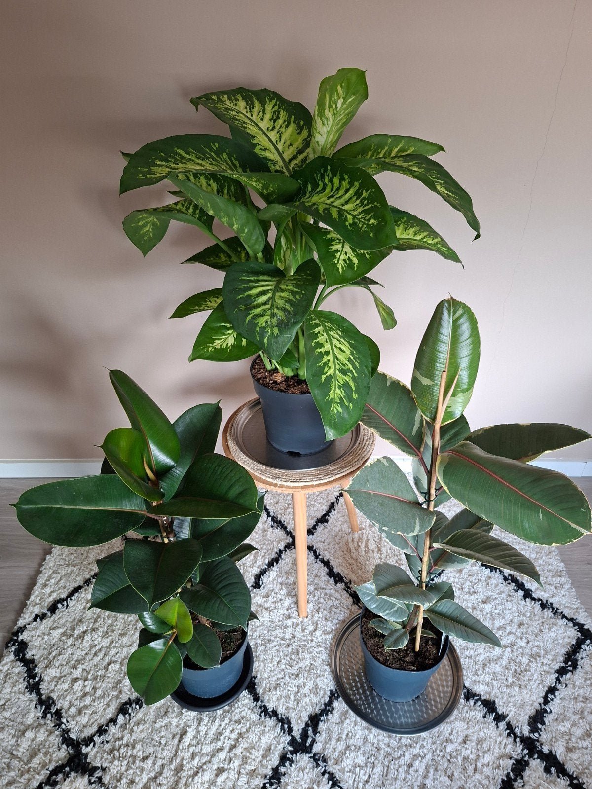 Kamerplanten Ficus Elastika Robusta Tineke Dieffenbachia, Ophalen, Ficus, 100 tot 150 cm, Halfschaduw
