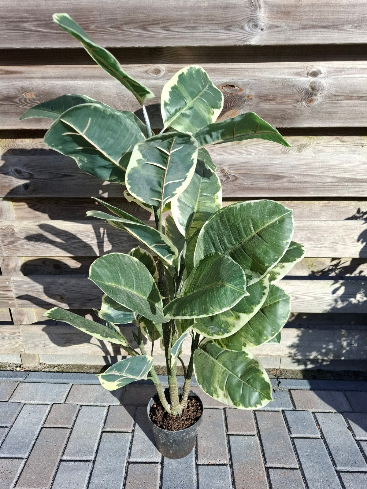 Kunstplant 110/120 cm hoog - Realistische Ficus, Ophalen, Binnen, Groen, Kunstplant