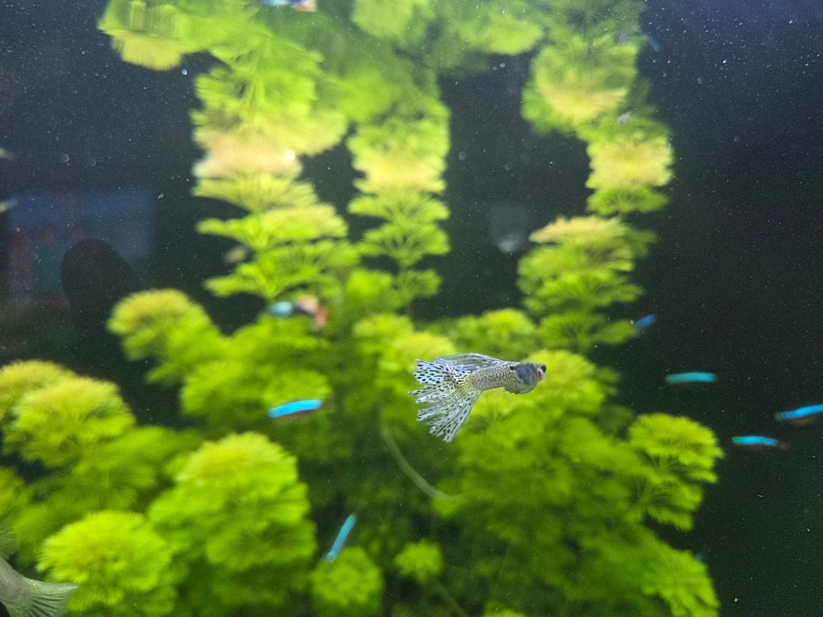Guppys en Platys op te halen, Vis