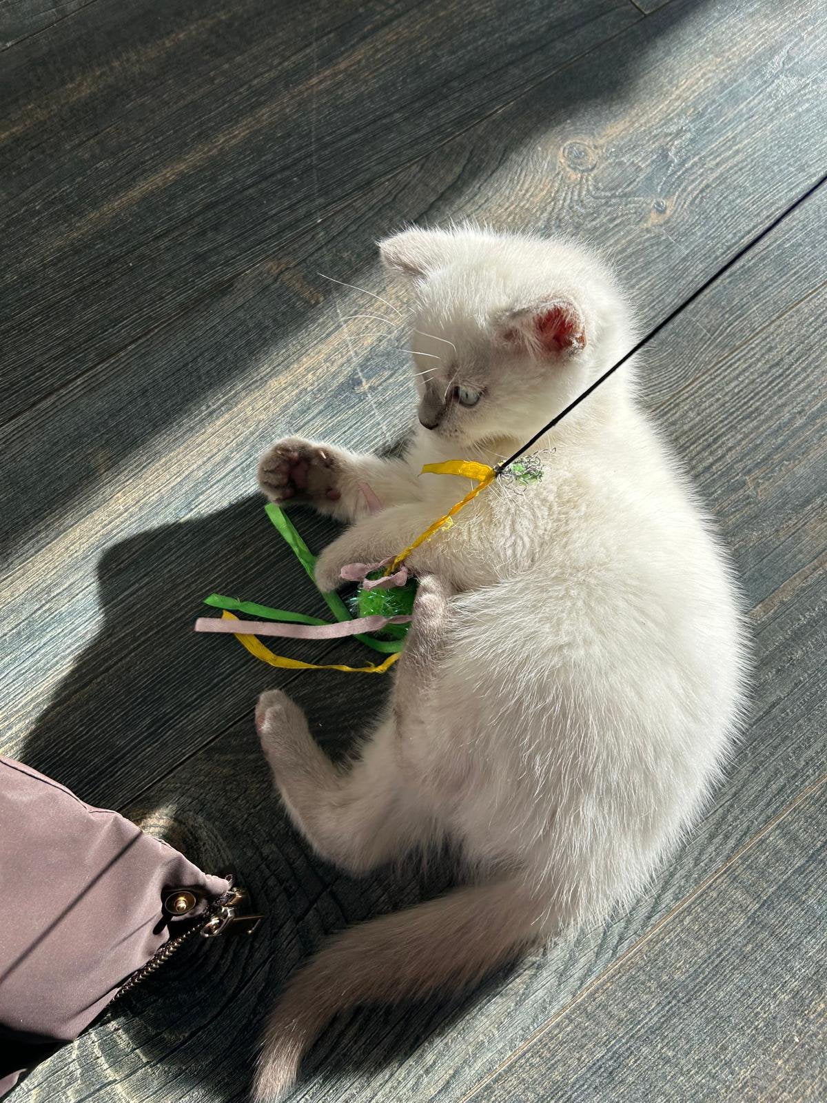 Britse korthaar blue point kitten, Kater, Ontwormd, 0 tot 2 jaar